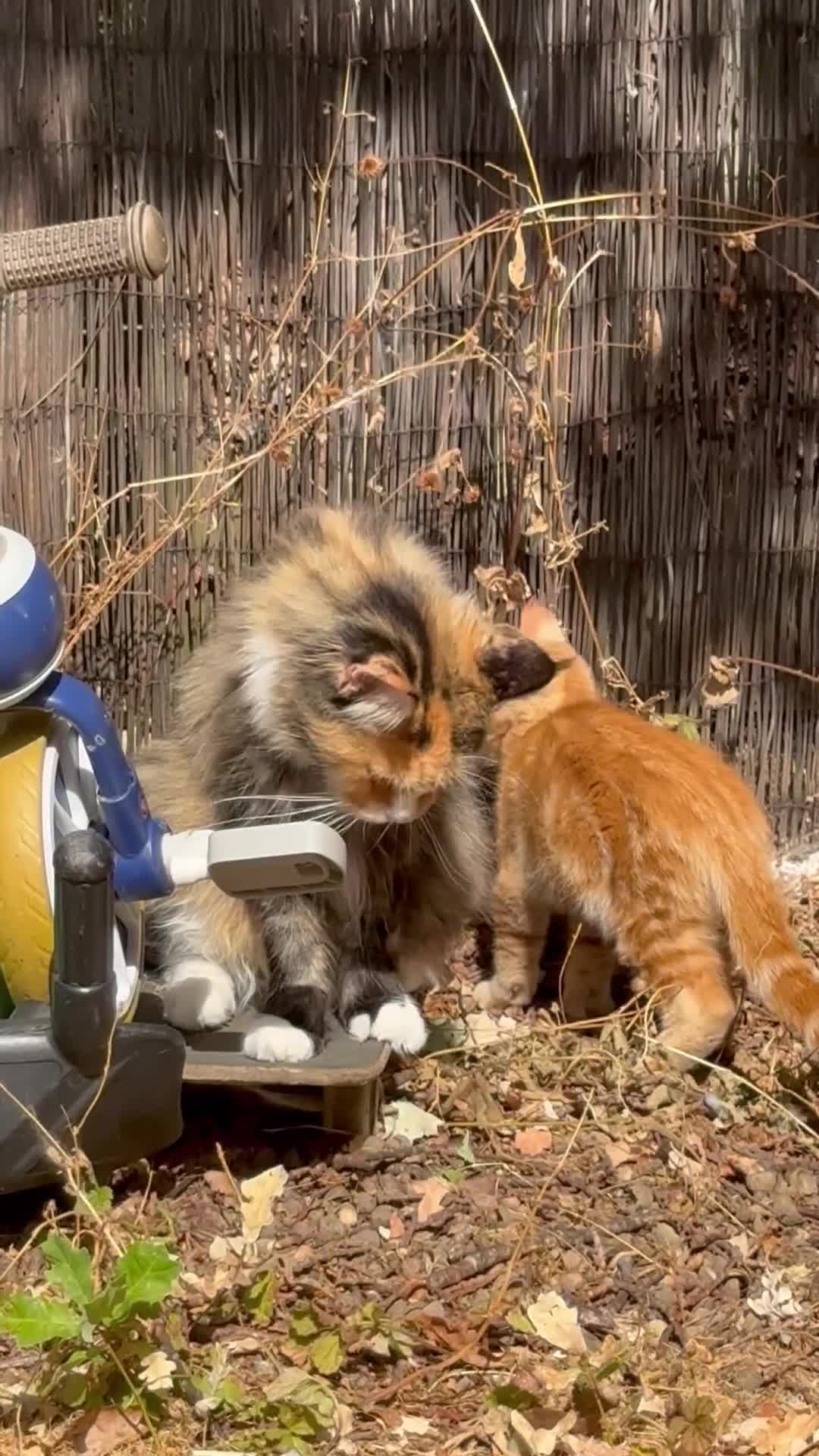 Maine Coon cats for sale: TORTOISESHELL MAINE COON X KITTENS - Video 4