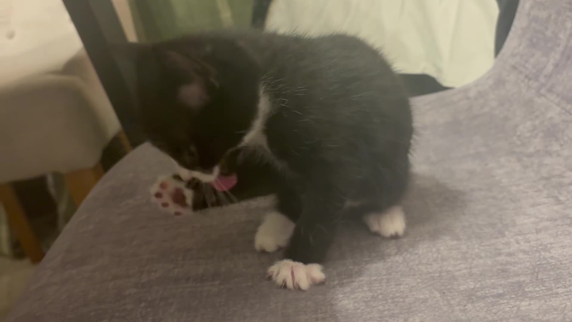 Mixed Breed cats for sale: Black and white kitten  - Video 1