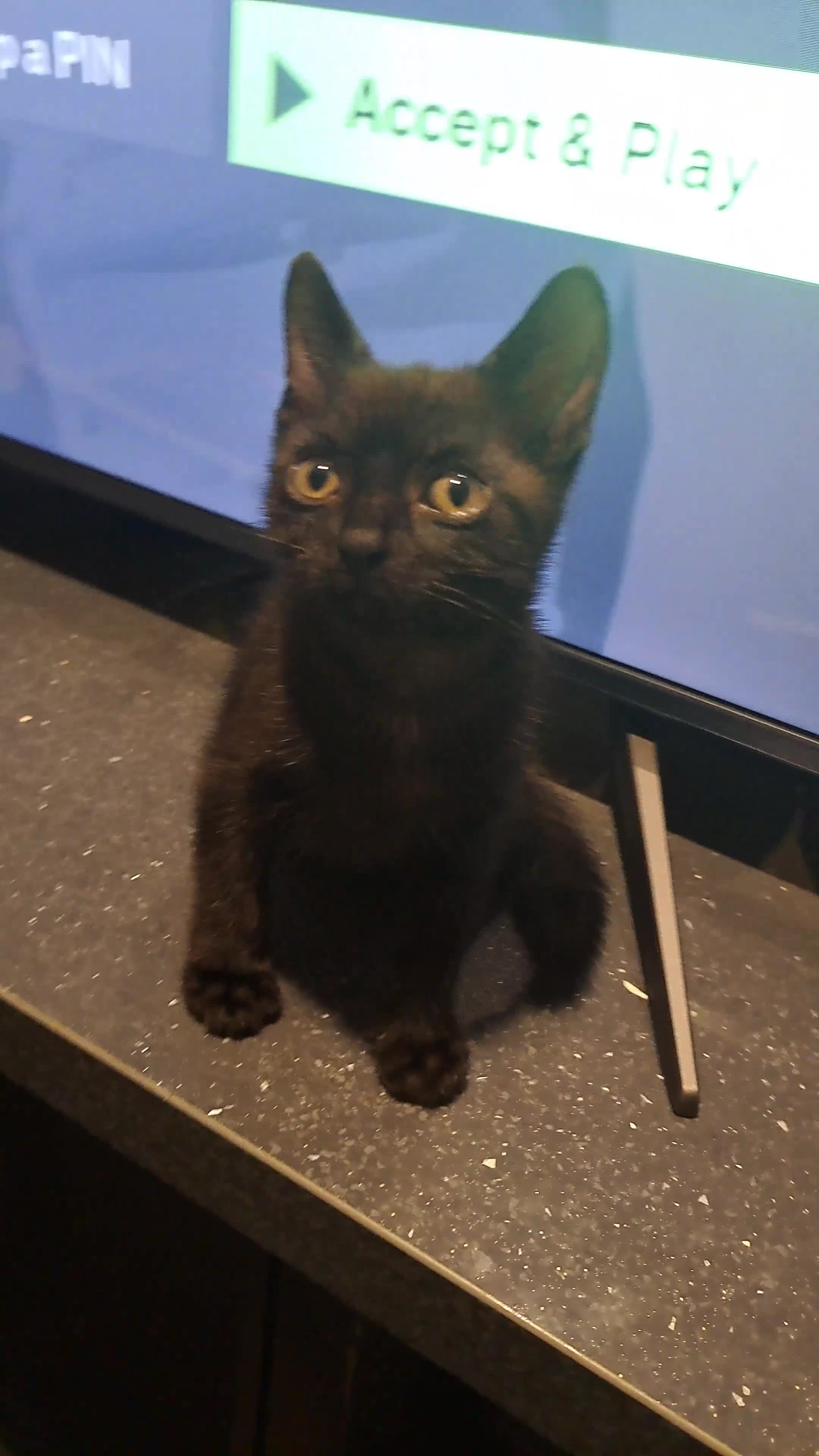 British Shorthair cats for sale: Kittens needing a loving home  - Video 2