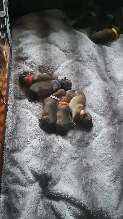 Belgian Shepherd Dog dogs for sale: Love ❤️  - Video 2