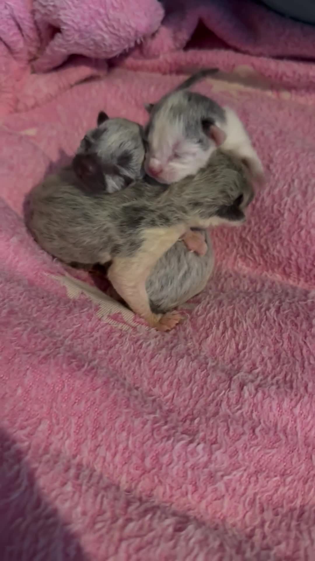 British Shorthair cats for sale: 3 grey beautiful girls  - Video 1