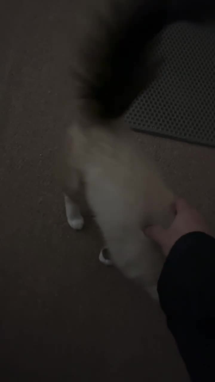 Ragdoll cats for sale: Colorpoint ragdoll looking for a lovely home - Video 3