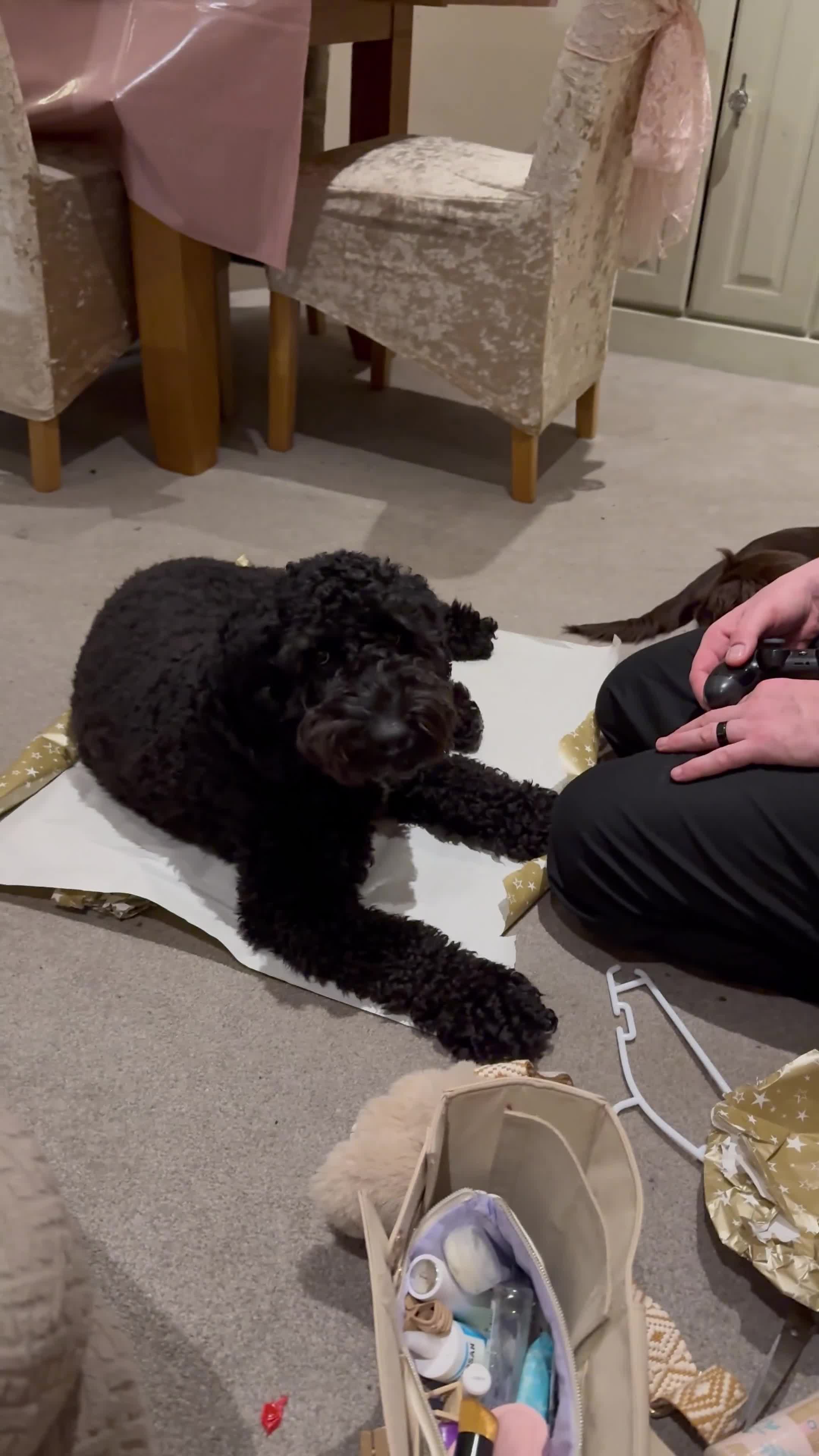 Cockapoo dogs for sale: Brother and sister in need of new home  in Addlestone - Video 2