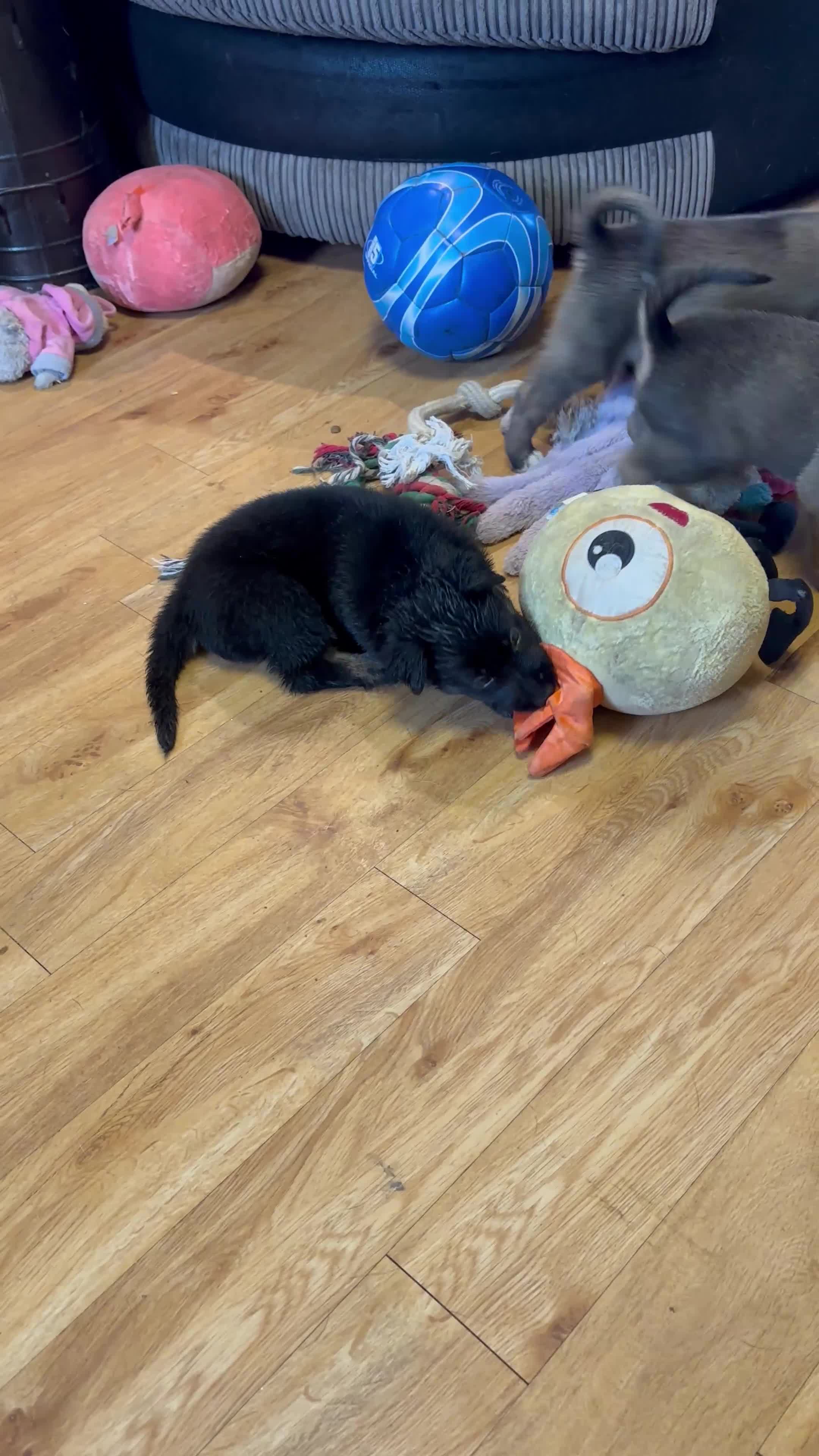 German Shepherd dogs for sale: Litter German shepherd puppies  in Leicester - Video 1