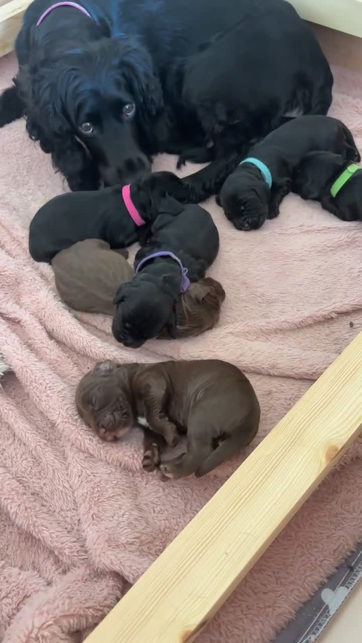Cocker Spaniel dogs for sale: Beautiful Working cocker spaniels - Video 1