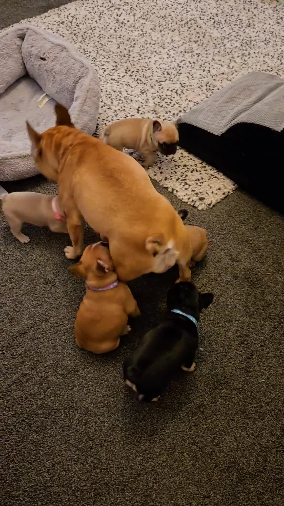 French Bulldog dogs for sale: French bulldog puppies.  - Video 1