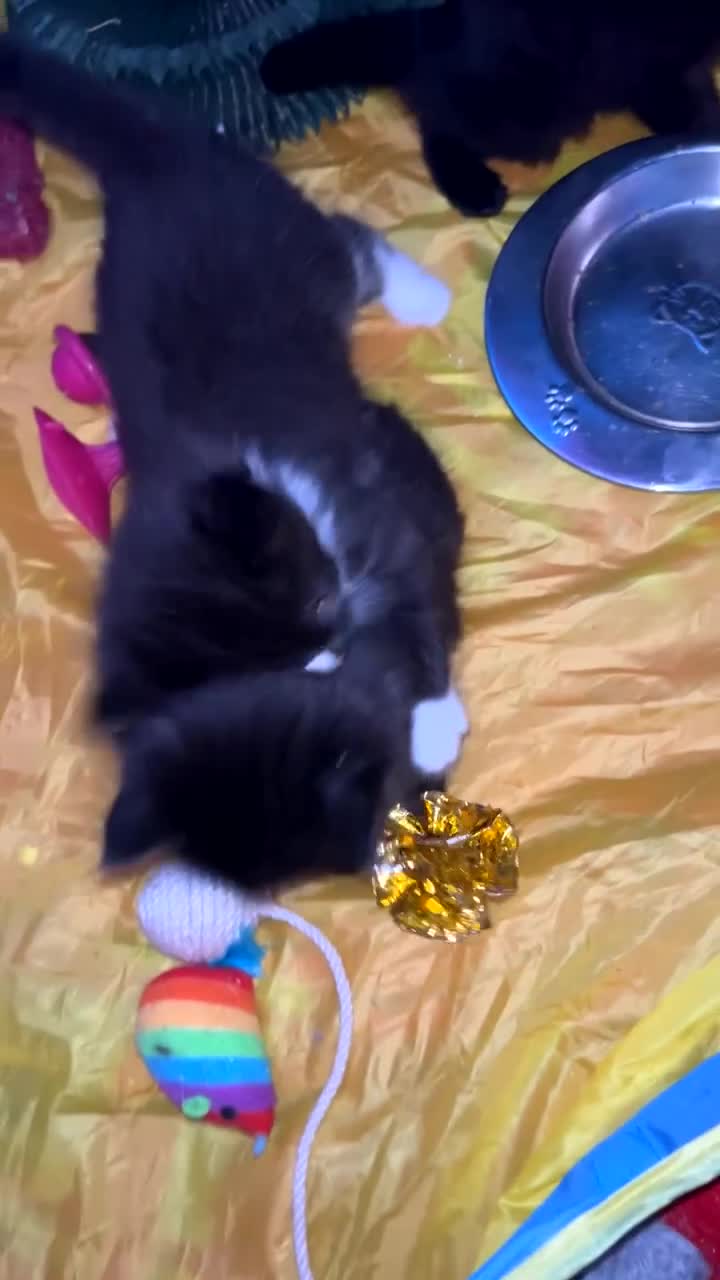 Mixed Breed cats for sale: Kittens for sale - Video 1