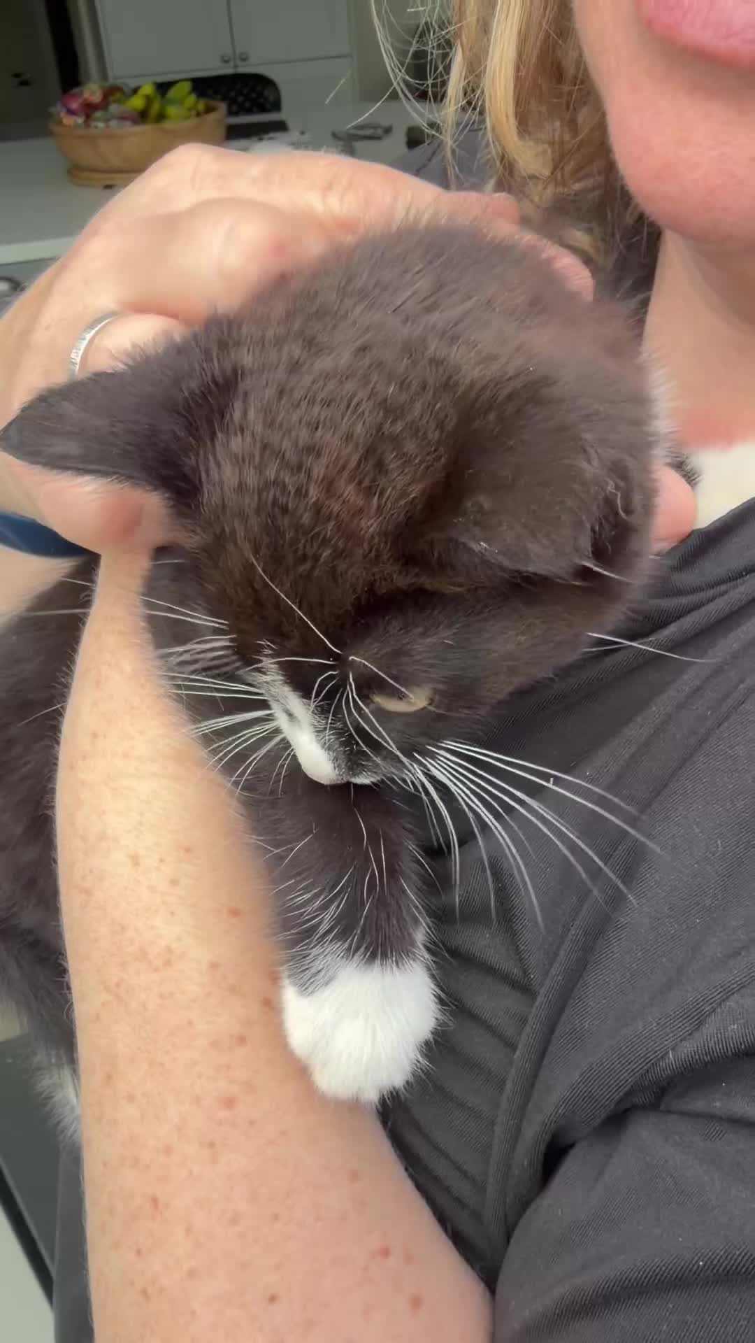 British Shorthair cats for sale: British short hair kitten  - Video 1