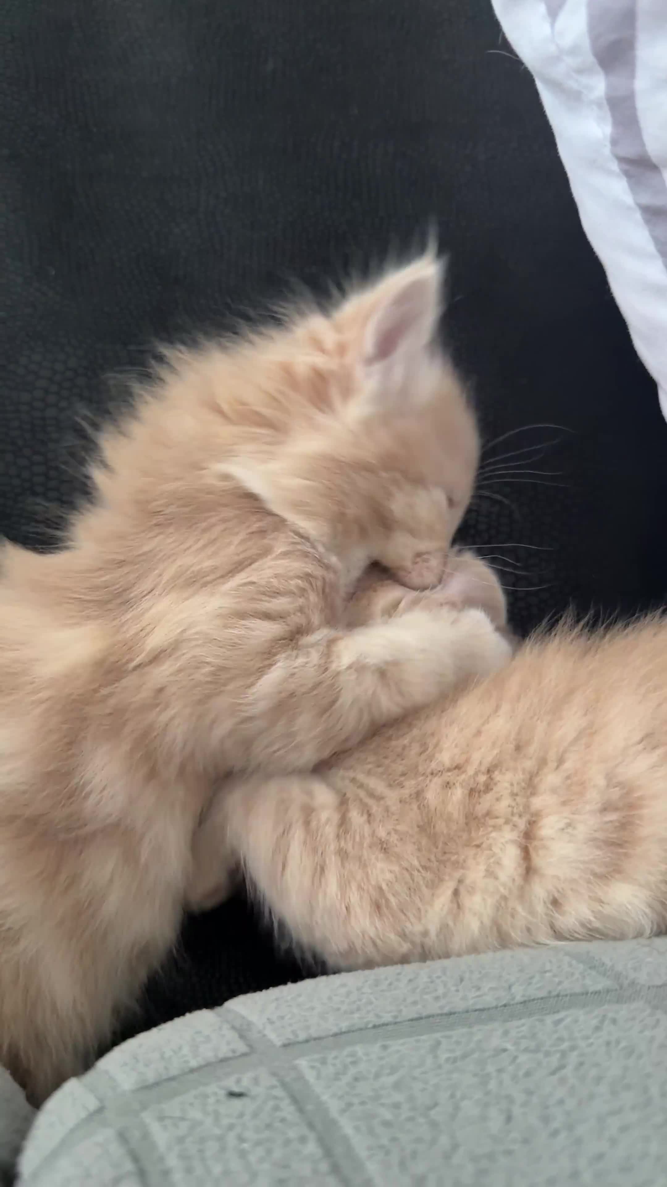 Mixed Breed cats for sale: Maine Coon & British Shorthair  - Video 3
