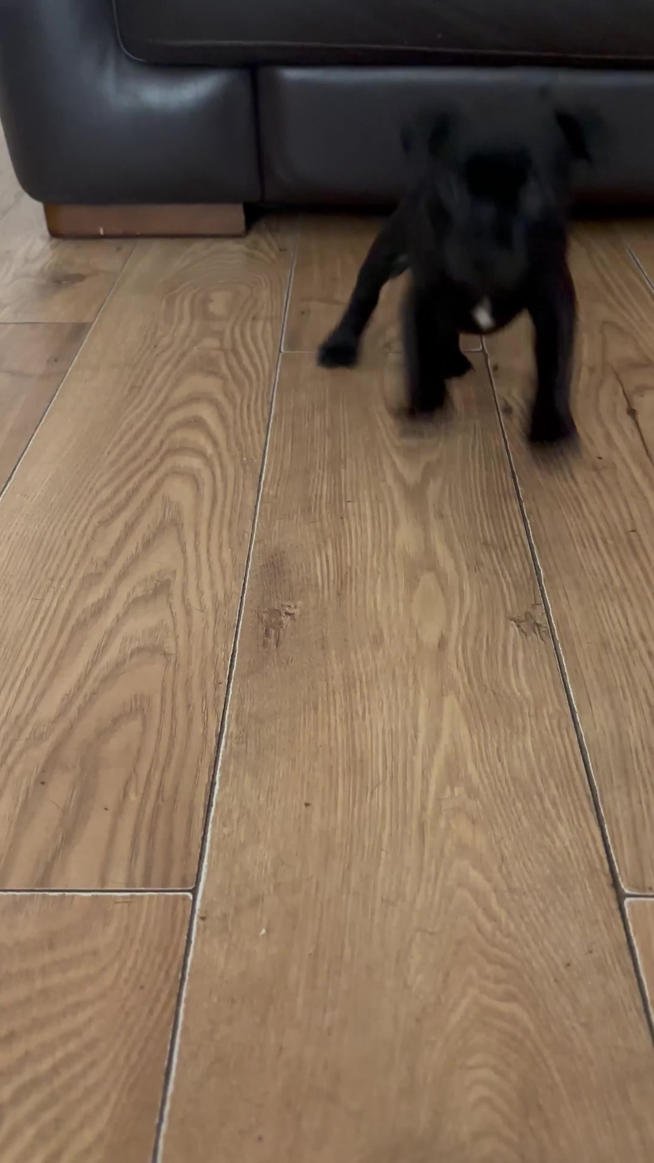 Staffordshire Bull Terrier dogs for sale: 🖤LAST BOY🖤 CH Bill & Nova - Video 2