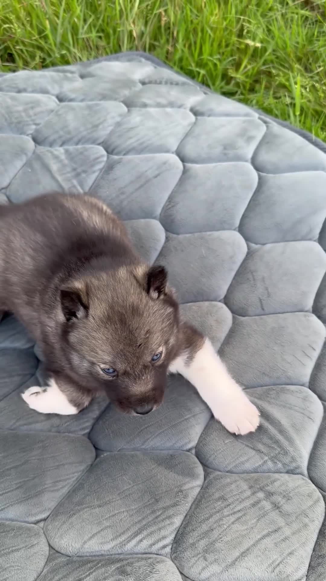 Siberian Husky dogs for sale: Gorgeous Siberian Husly puppies  - Video 3