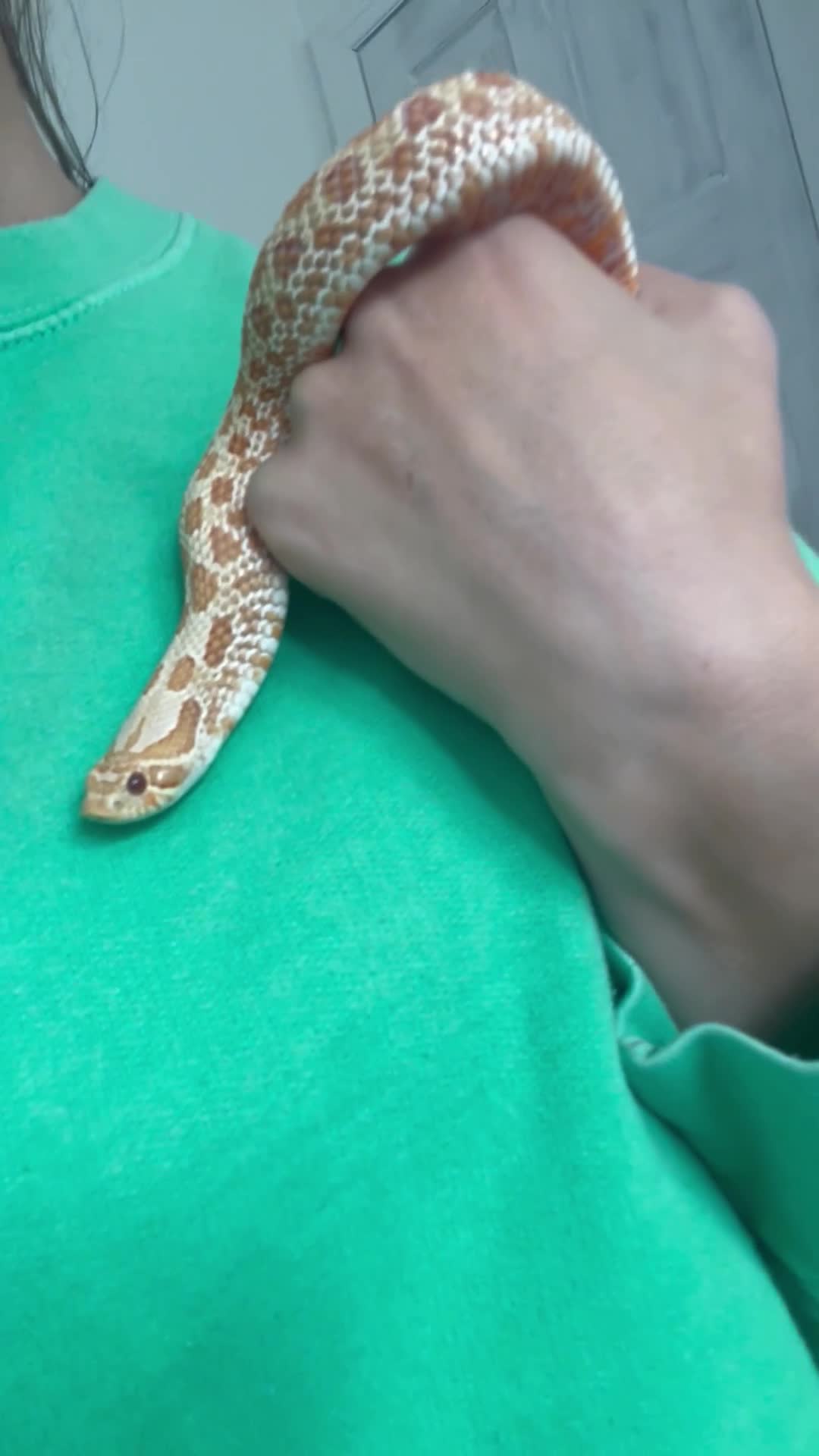 Snake reptiles for sale: Hog nose snake - Video 2