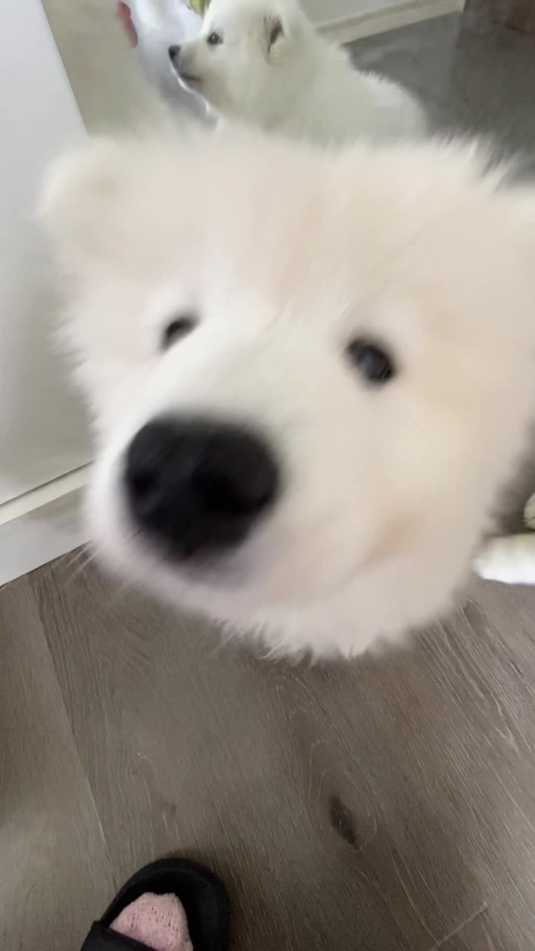 Samoyed dogs for sale: Beautiful Samoyed puppies  - Video 1