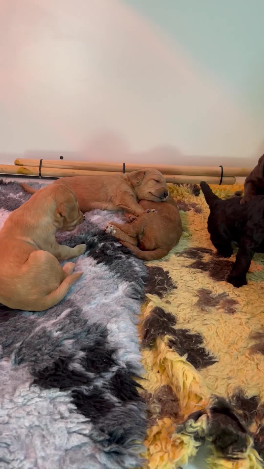 Labradoodle dogs for sale: 6 very cute Labradoodle puppies  - Video 1
