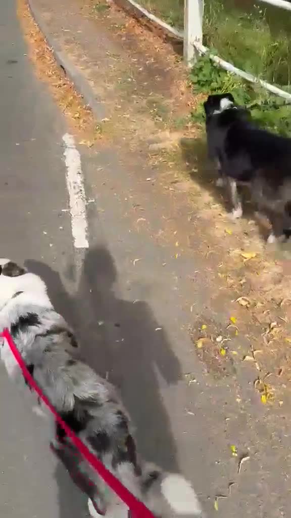 Mixed Breed dogs for adoption: ❗🚨 URGENT FOSTER 💙STRIKE💙 4 yo Border Collie in Trefriw - Video 3