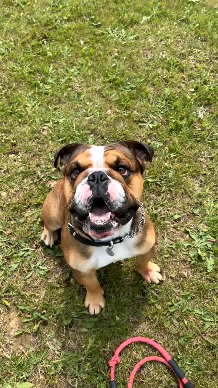 English Bulldog dogs for stud: Blungle needs to be a daddy  - Video 3