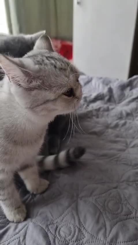 British Shorthair cats for sale: Silver Tabby Classic 5 Months Old GCCF Pedigree - Video 1