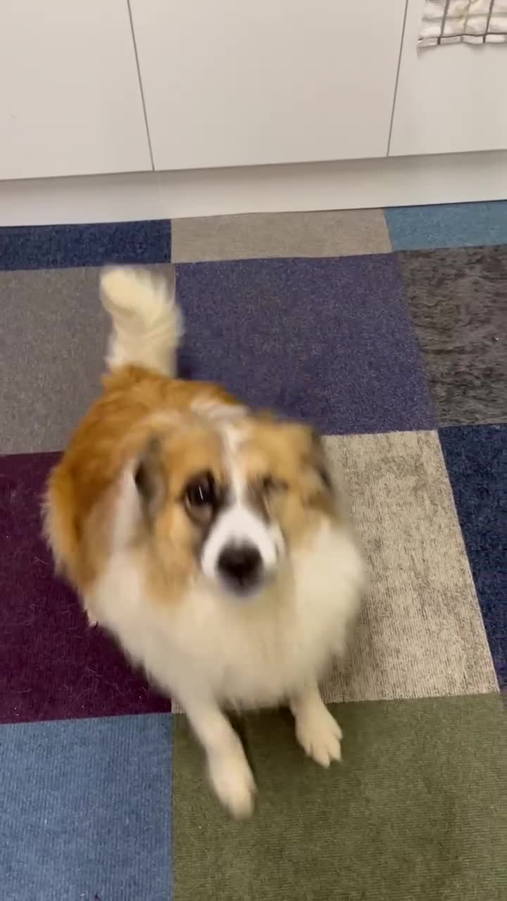 Mixed Breed dogs for adoption: Jessie ❤️ - Video 1