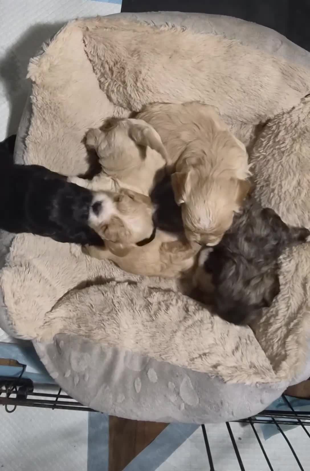 Cava Tzu dogs for sale: Cava Tzu pups - Video 2
