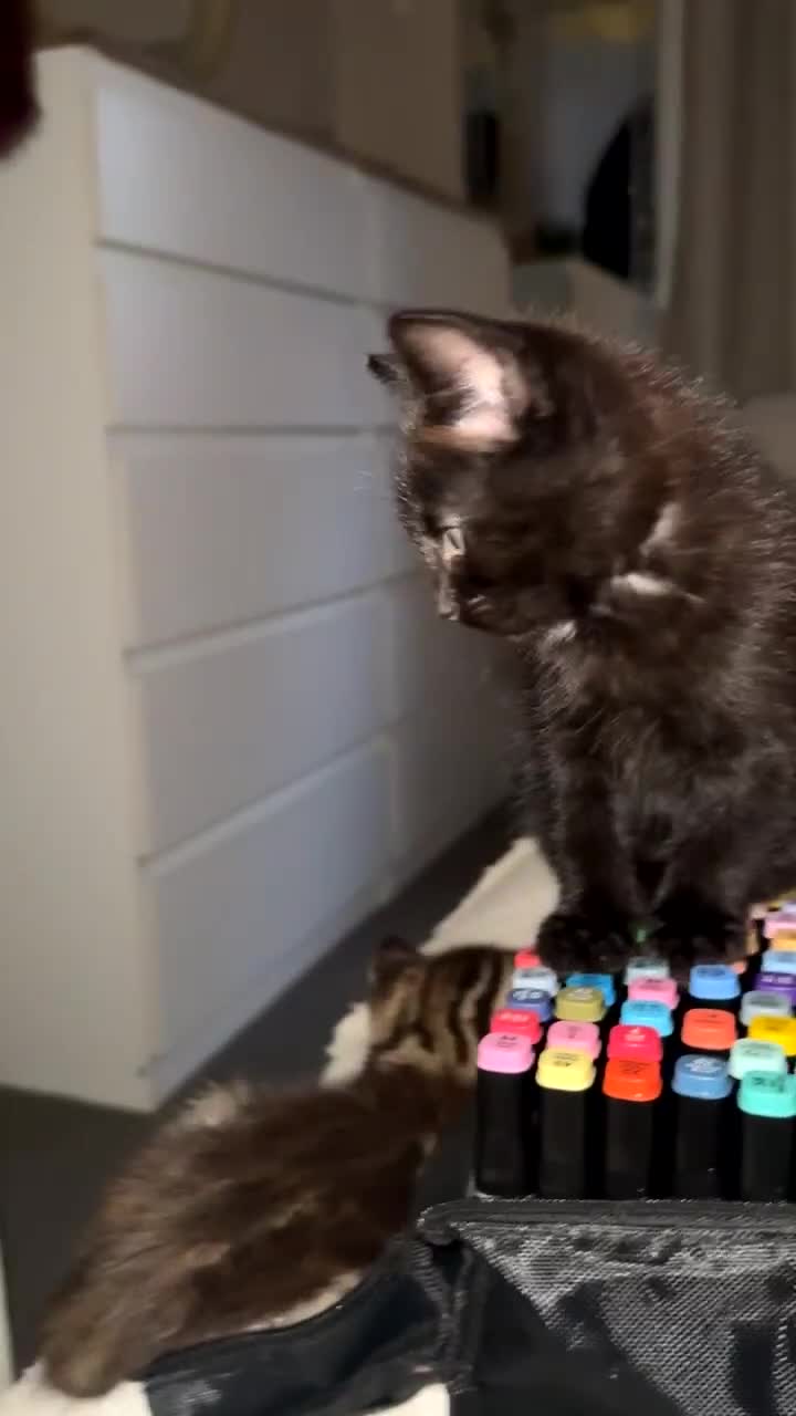 British Shorthair cats for sale: 3 beautiful kittens looking for there forever home - Video 4