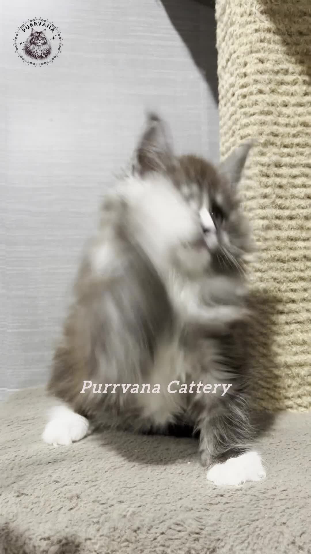 Maine Coon cats for sale: TICA registration Stunning Maine coon kittens - Video 1