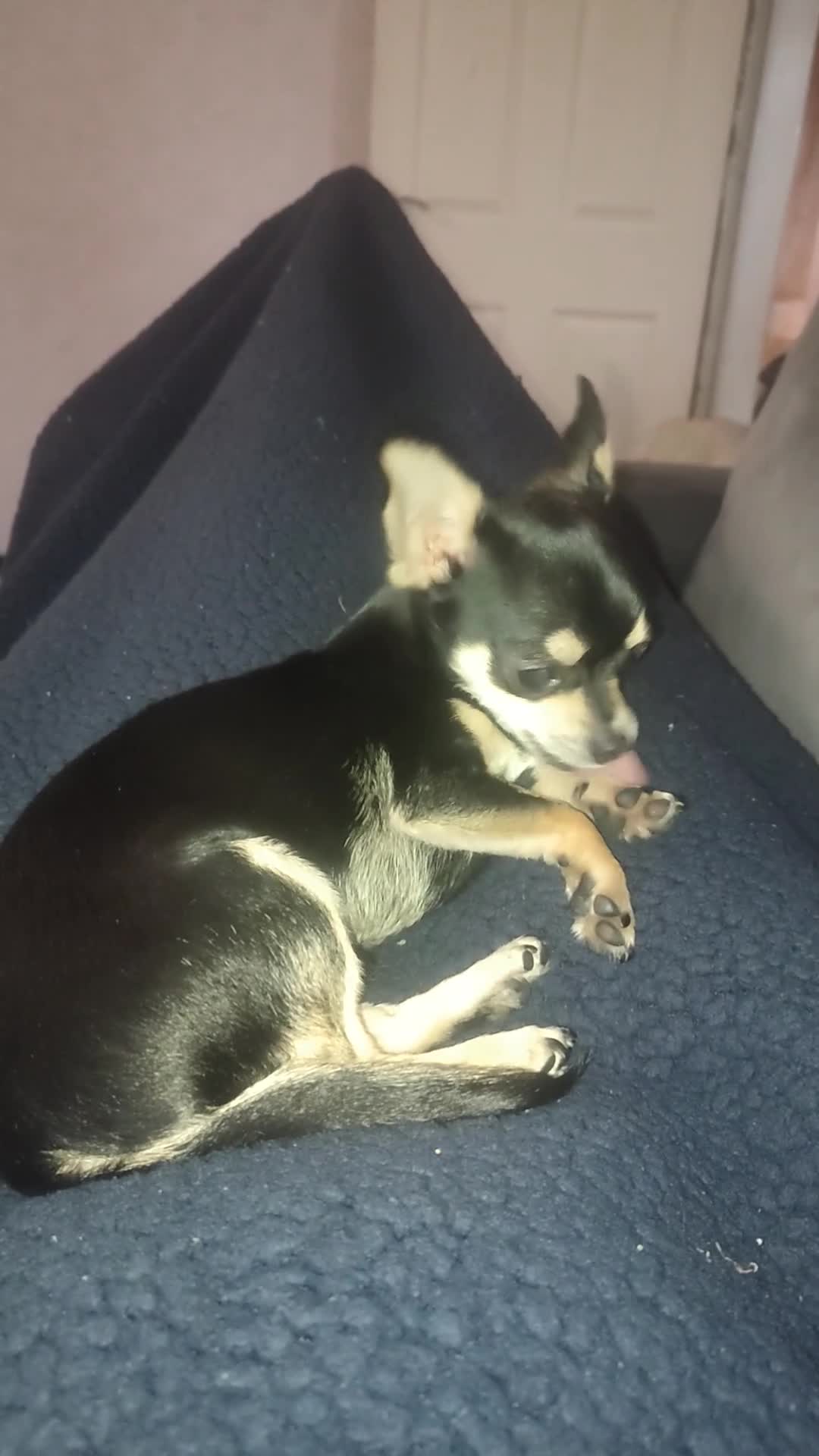 Chihuahua dogs for stud: Stud services - Video 2