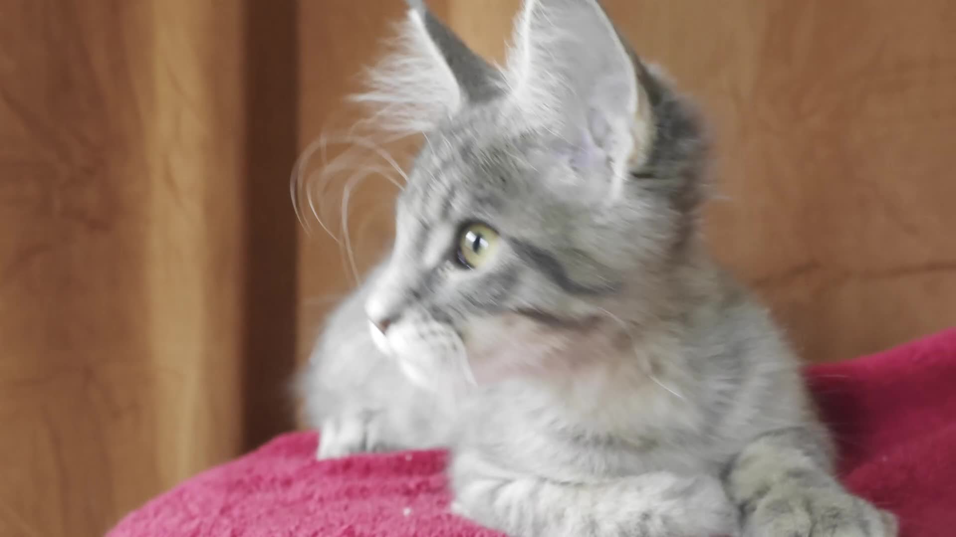 Maine Coon cats for sale: Maine Coon Kitten ready - Video 3
