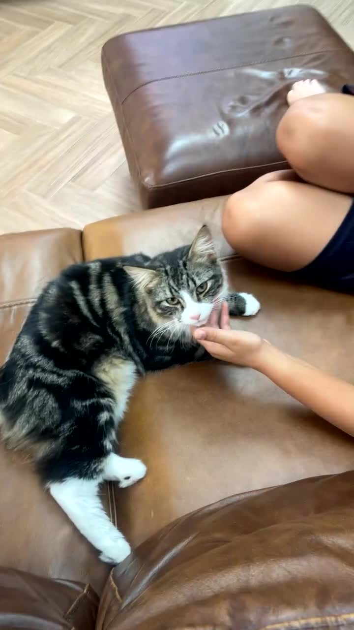 Mixed Breed cats for sale: Beautiful brothers  - Video 1