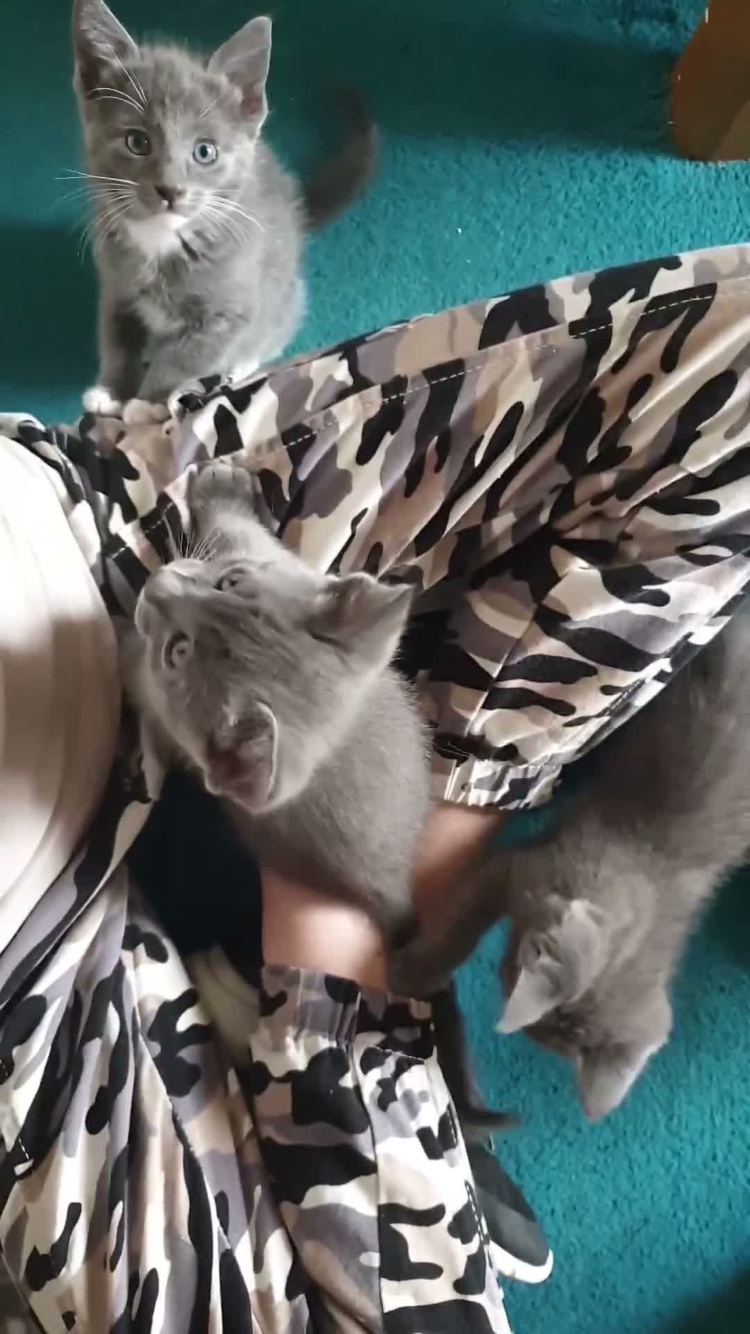 Mixed Breed cats for sale: ***WINONA & MISCHIEF – LAST TWO KITTENS LEFT!!!*** - Video 4