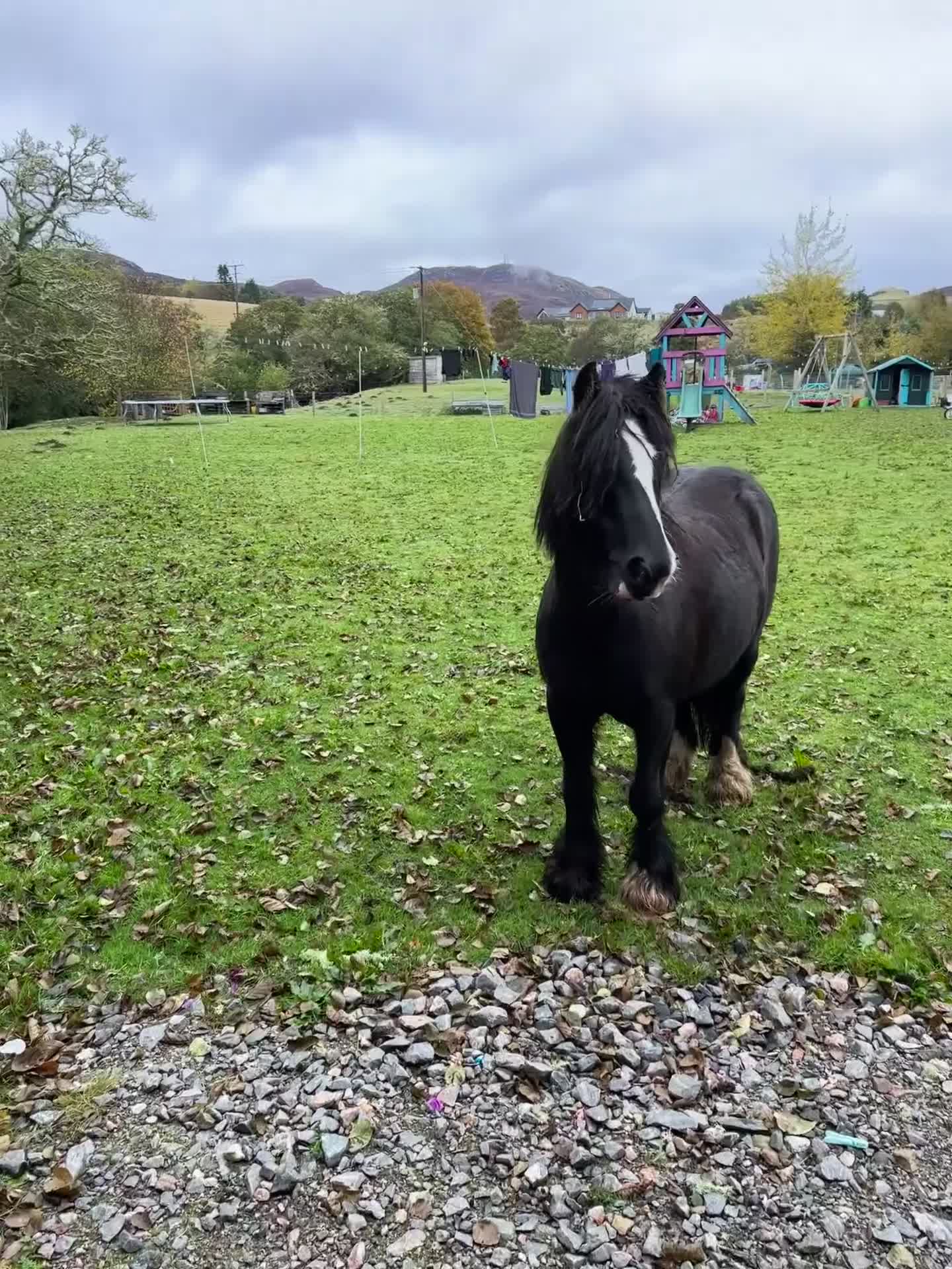 Welsh Section B horses for sale: Welsh pony for sale  - Video 1