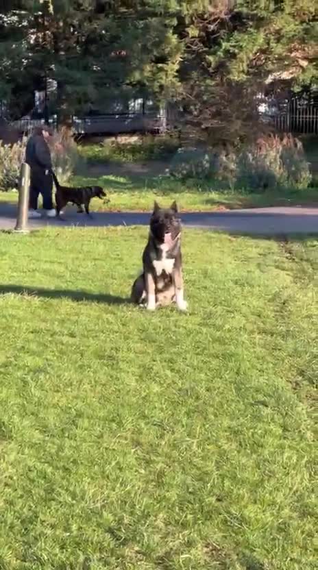 Akita dogs for sale: American Akita- Loyal and a wonderful temprement. - Video 2