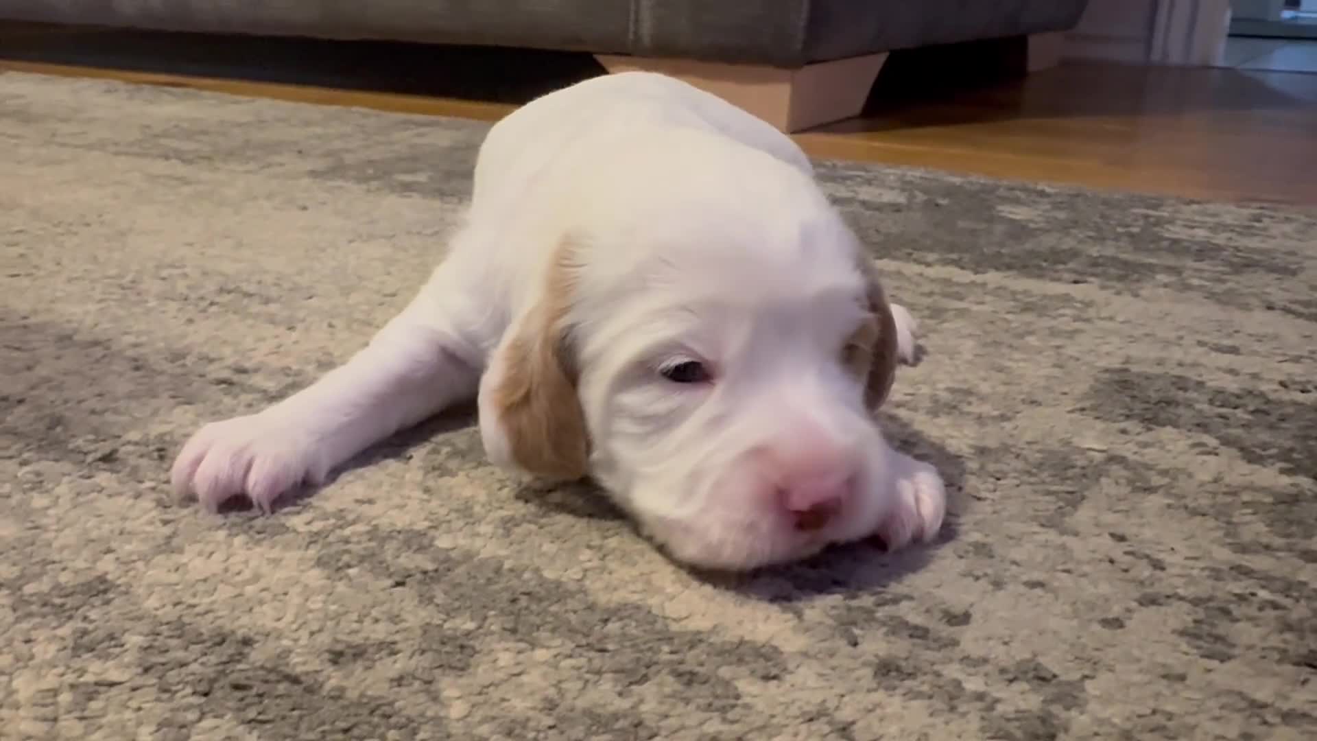 Cockapoo dogs for sale: Gorgeous F2B Cockapoo puppies  - Video 5