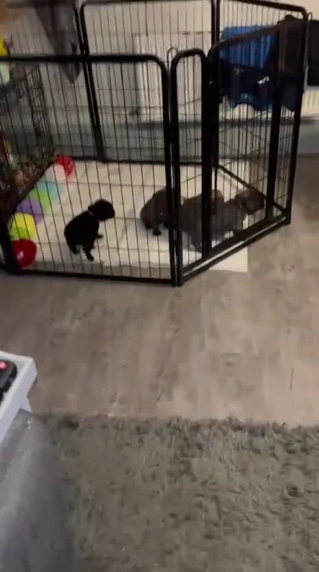 Frug dogs for sale: 6 beautiful frug puppies.  - Video 3