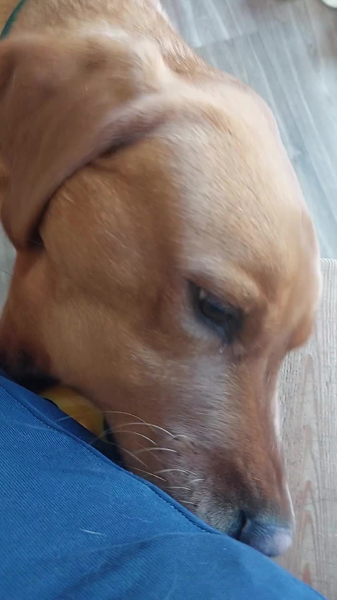 Labrador Retriever dogs for stud: Proven Stud. Dexter, 3. KC registered - Video 2