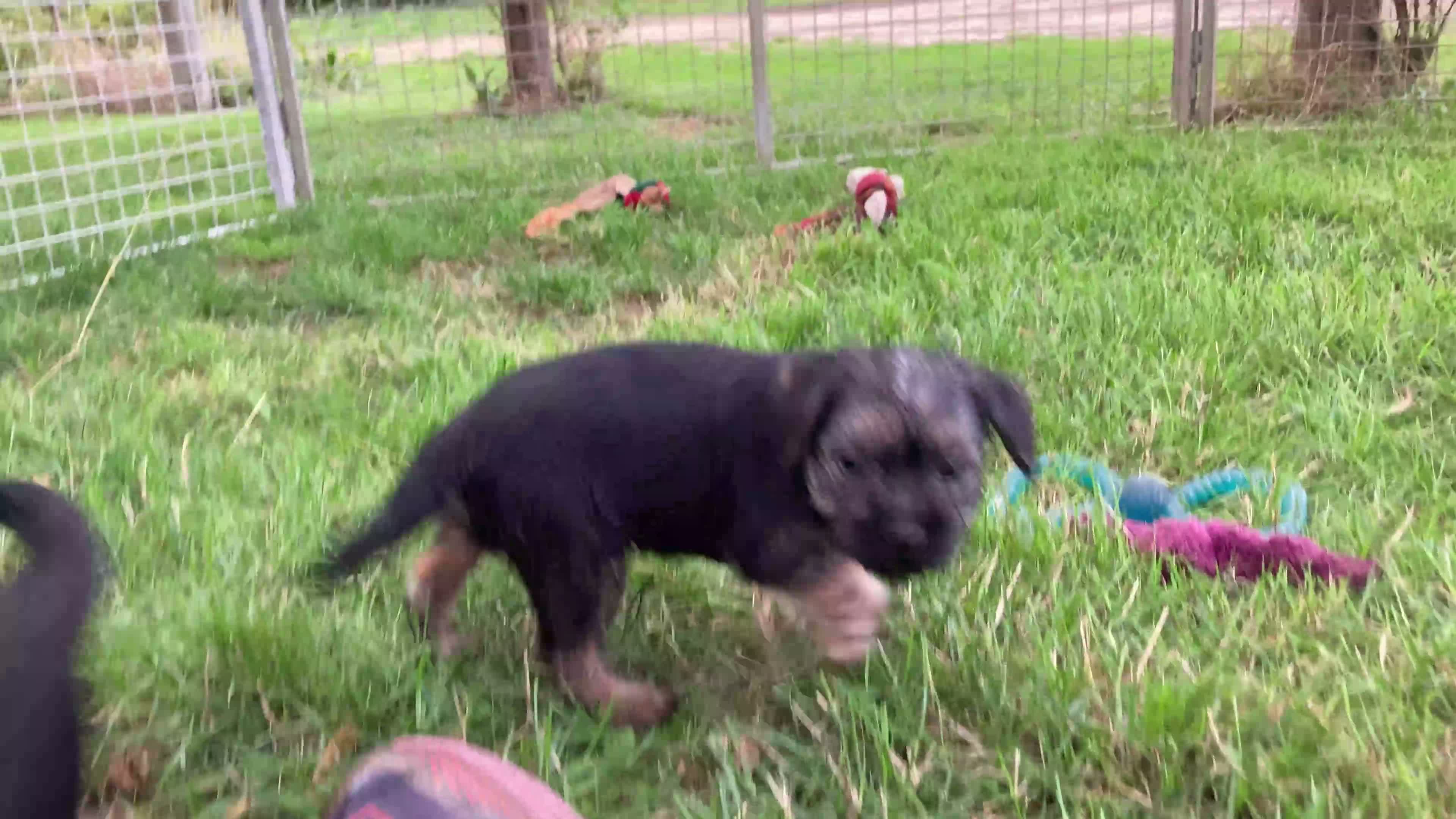 Border Terrier dogs for sale: KC Border Terrier pups - Video 2