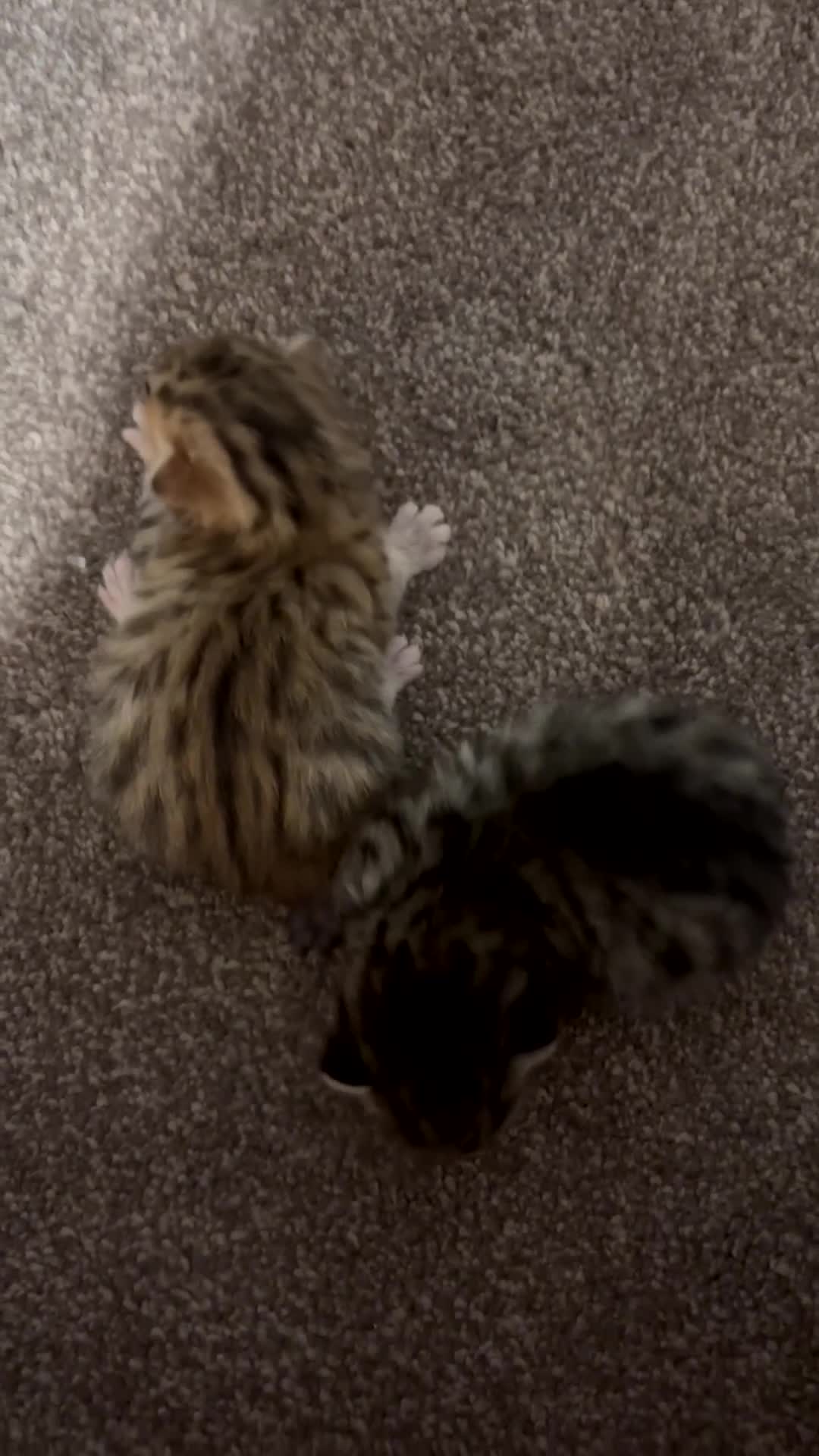 Mixed Breed cats for sale: bengal x kittens  - Video 1