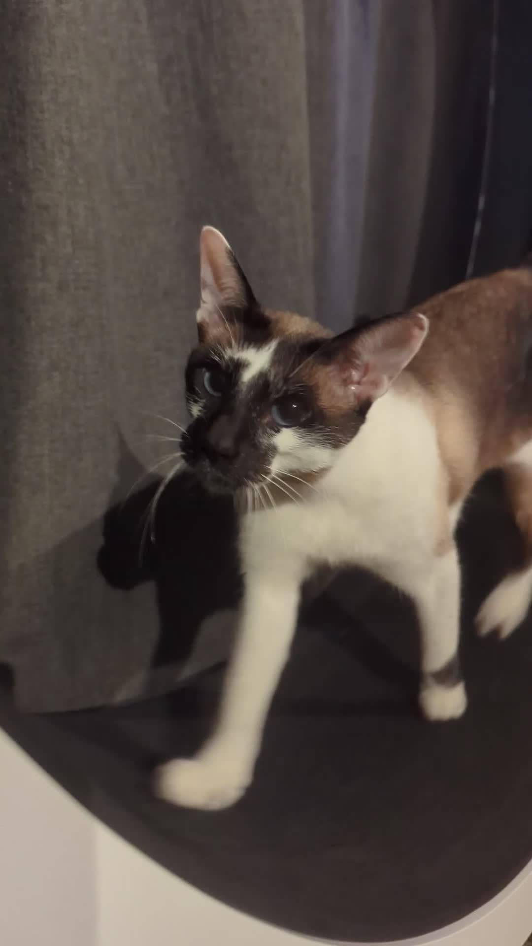 Oriental cats for sale: Blue Eyed Millie 3yr Old Oriental Shorthair Girl - Video 2