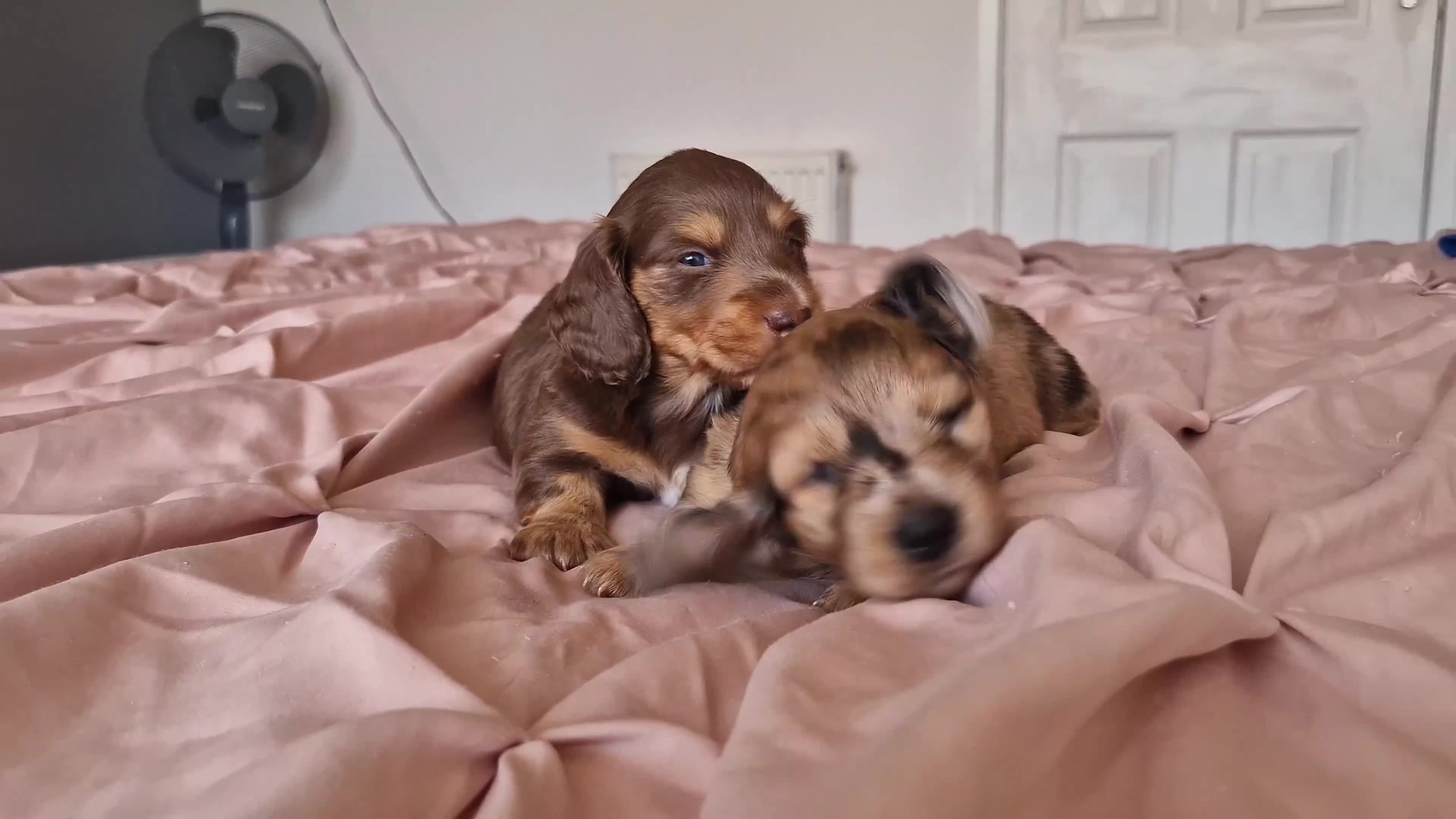 Miniature Dachshund dogs for sale: Long hair minature dachshunds - Video 1