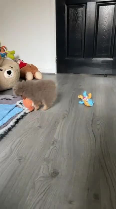 Pomeranian dogs for stud: Tiny KC lilac & tan stud  - Video 1