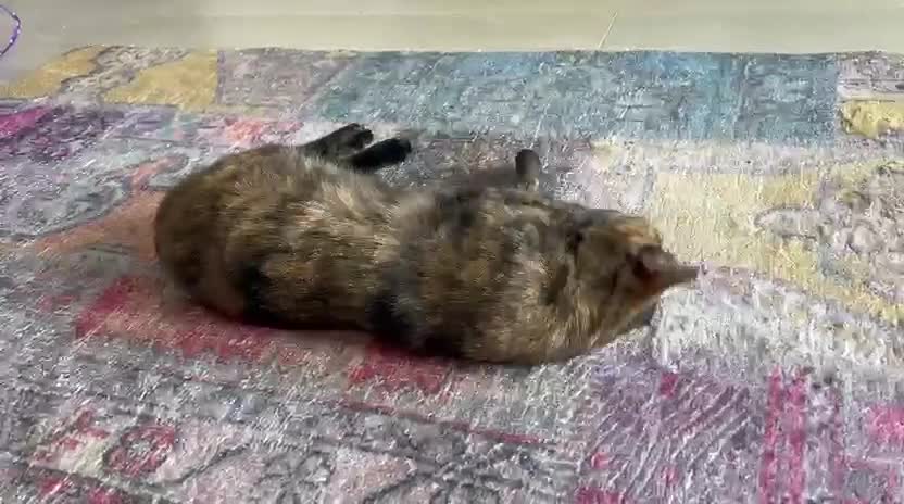Mixed Breed cats for adoption: ARTI -AFFECTIONATE FUN GIRL SPAYED VACCINATED - Video 2