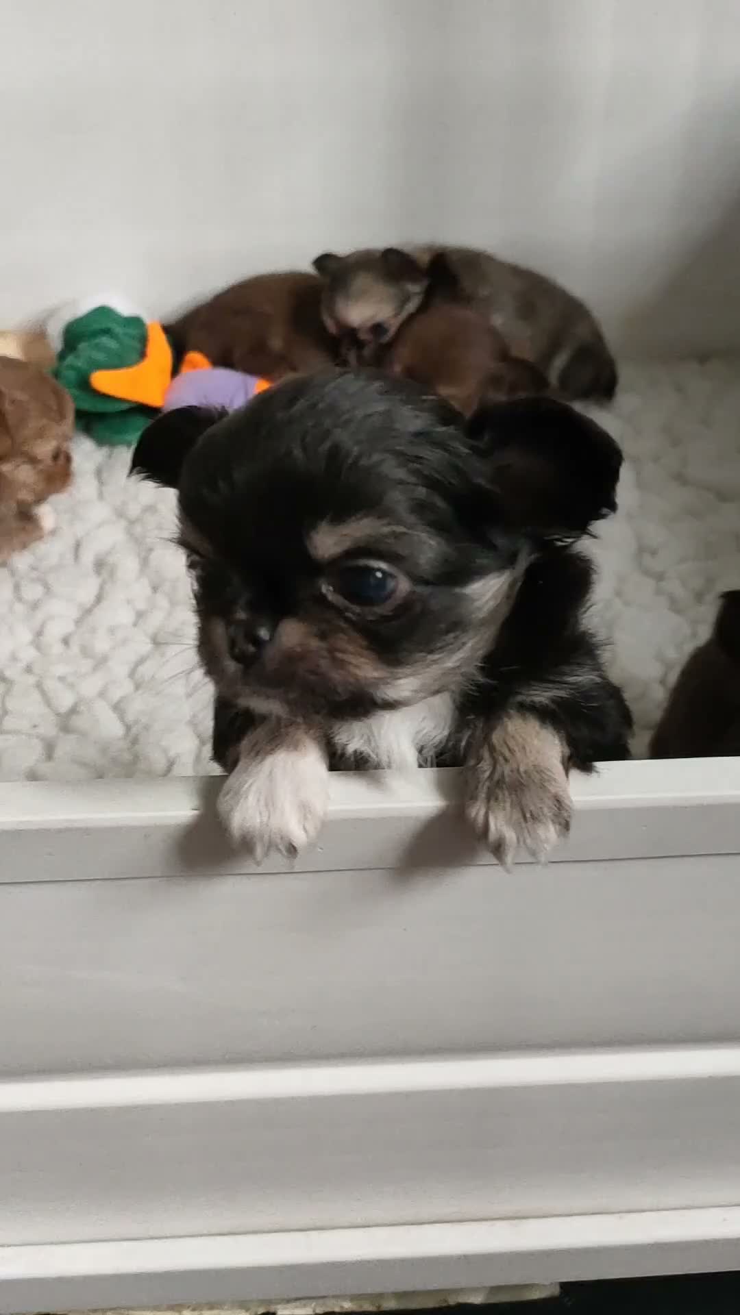 Chihuahua dogs for sale: Stunning long coat chihuahua puppy  - Video 1