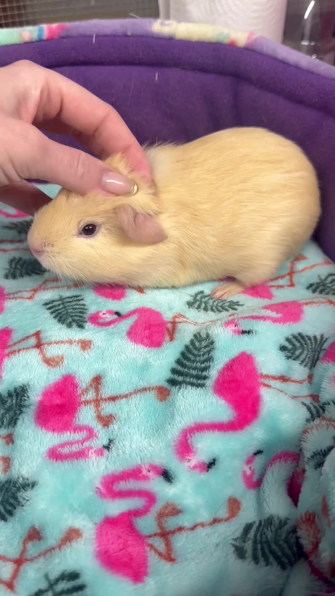 Guinea Pig rodents for sale: Super sweet purebred baby guinea pigs  - Video 1