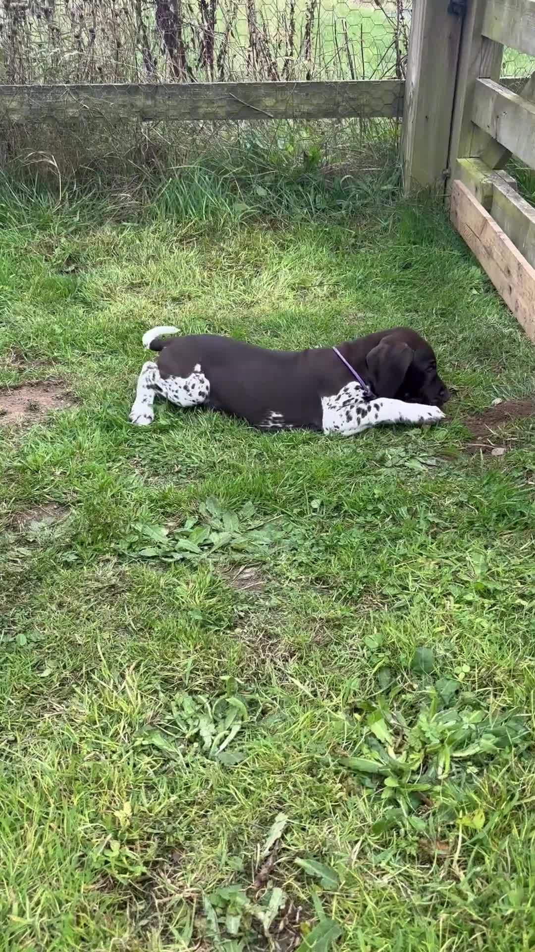 German Shorthaired Pointer dogs for sale: Healthy,Happy KC Registered GSP pups.  - Video 2