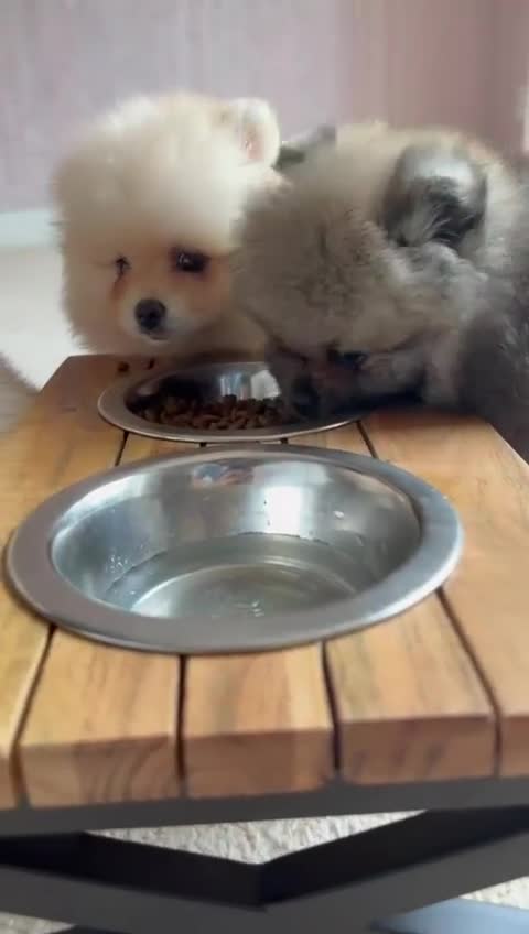 Pomeranian dogs for sale: Teddy Face Pomeranian Champion European Bloodline  - Video 1