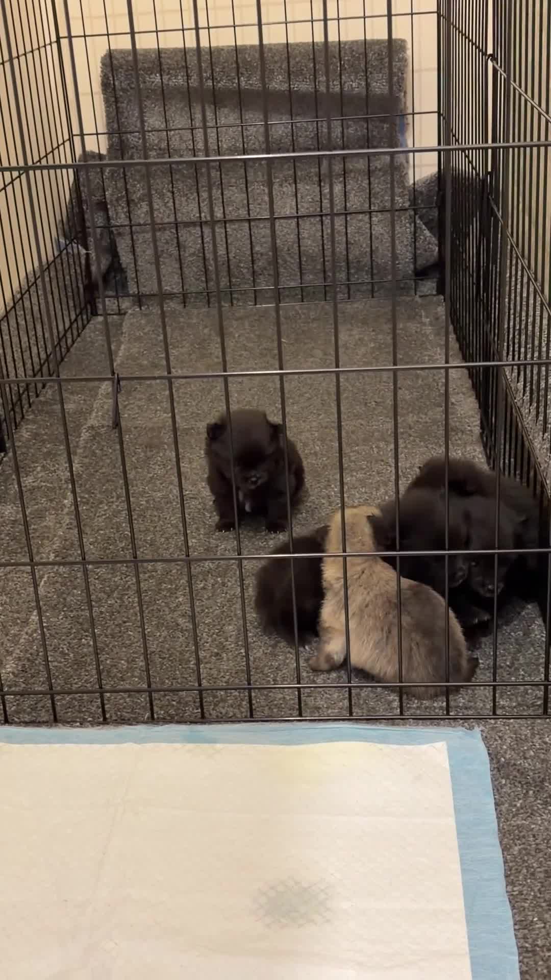 Pomeranian dogs for sale: Miniature Pomeranian  in Guildford - Video 1