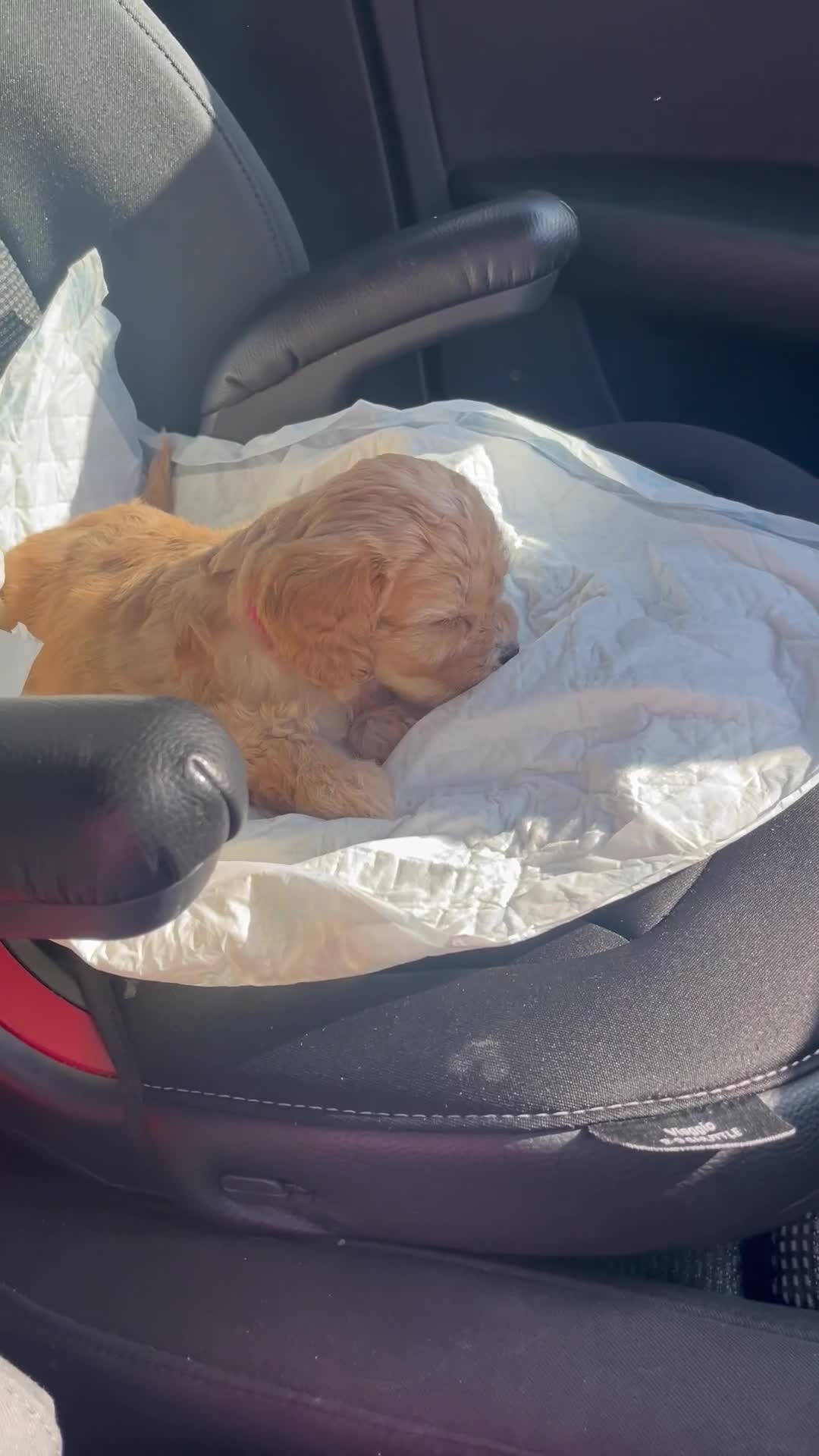 Cavapoo dogs for sale: Wonderful beautiful f1 champagne cavapoo babies  - Video 3