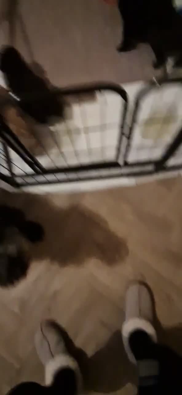 Cockapoo dogs for sale: Beautiful Cockapoo's x 3 - Video 3