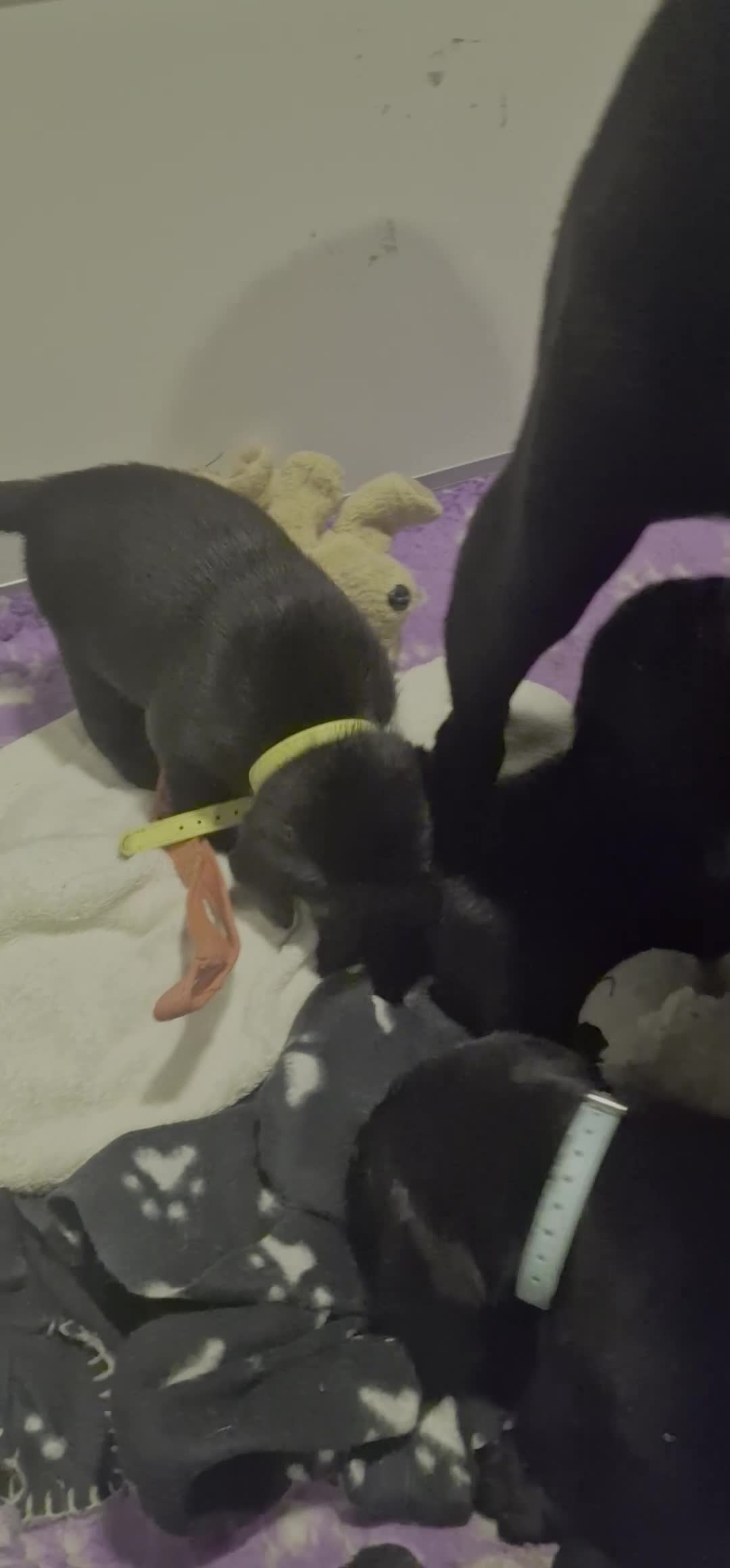 Labrador Retriever dogs for sale: Kennel Club Reg Health Tested Puppies 2 Bitches - Video 1