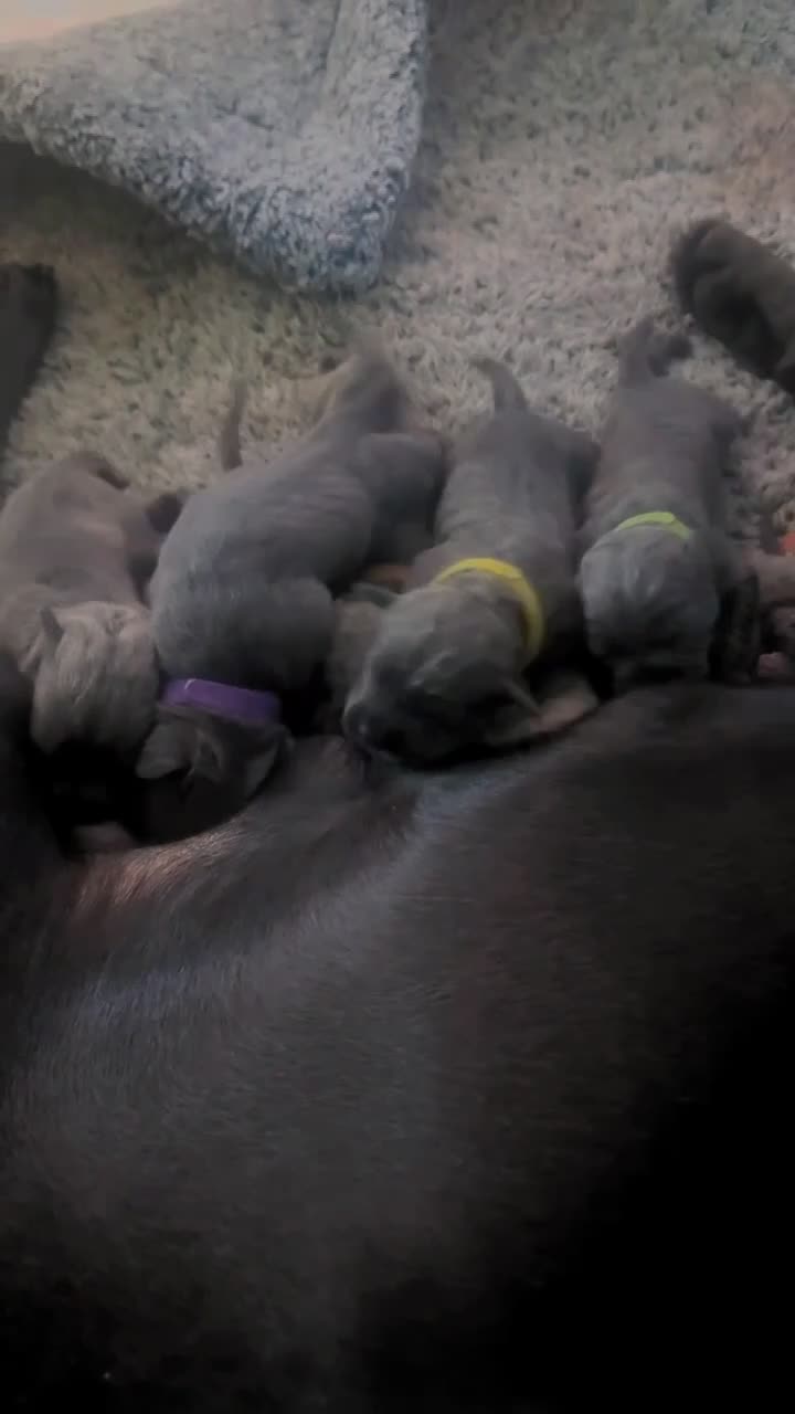 Cane Corso dogs for sale: Cane corso puppies, beautiful litter. - Video 1