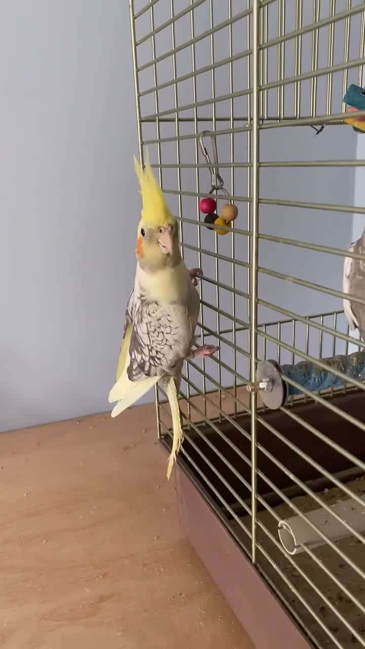 Cockatiels birds for sale: Two cockatiels for sale - Video 1